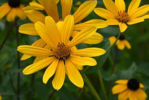 2025-08270230 Tower Hill Botanic Garden, MA